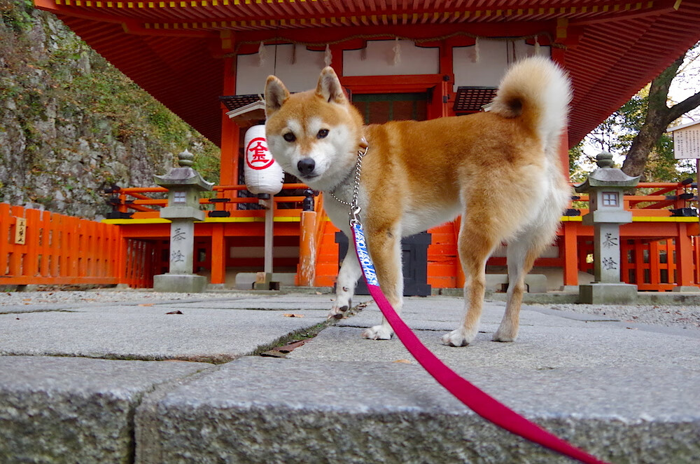 2026世界杯焦点战启示录，从森林狼单节狂胜深圳队看竞技体育的势能法则