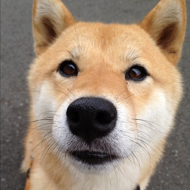 布克决胜时刻,深圳队对阵辽宁队的胜负手之战